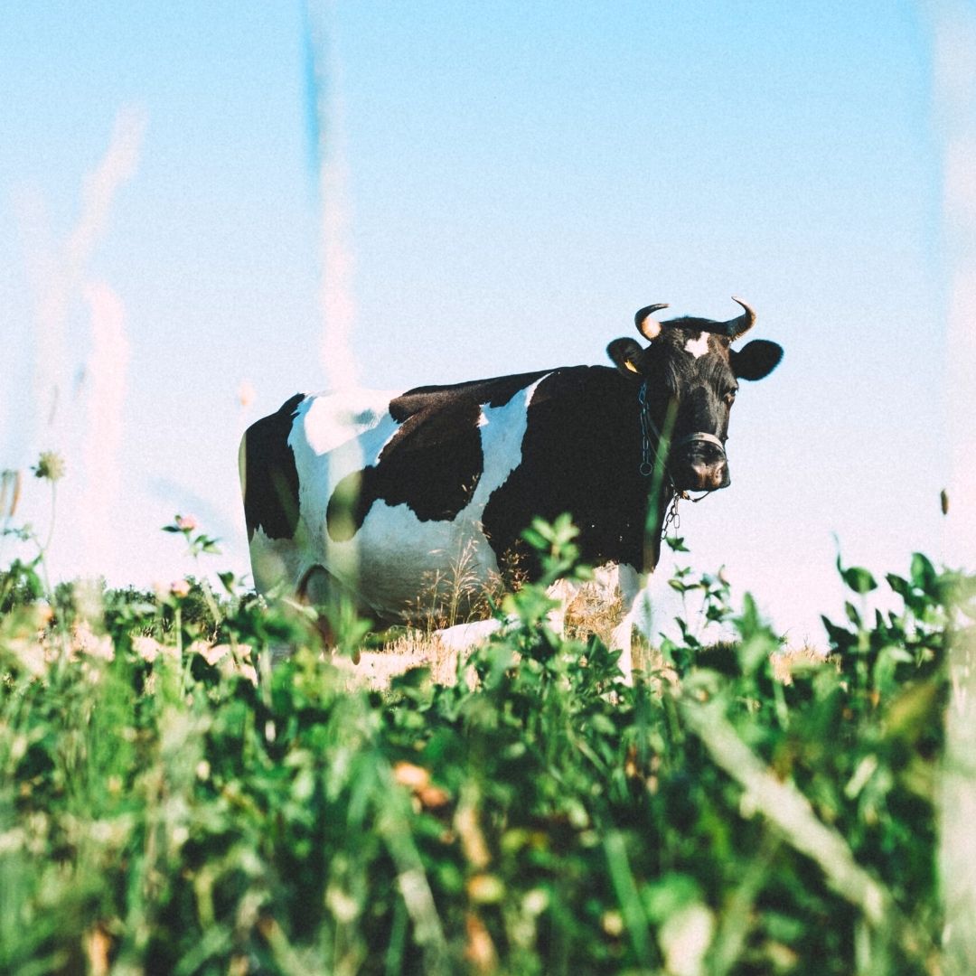 Cow In Field