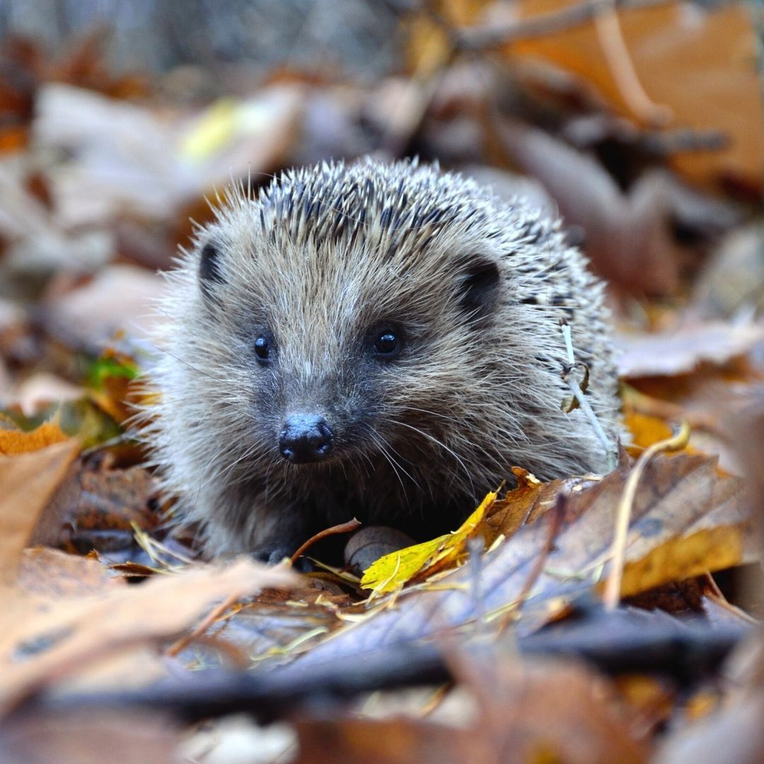 Cute Hedgehog In Leaves