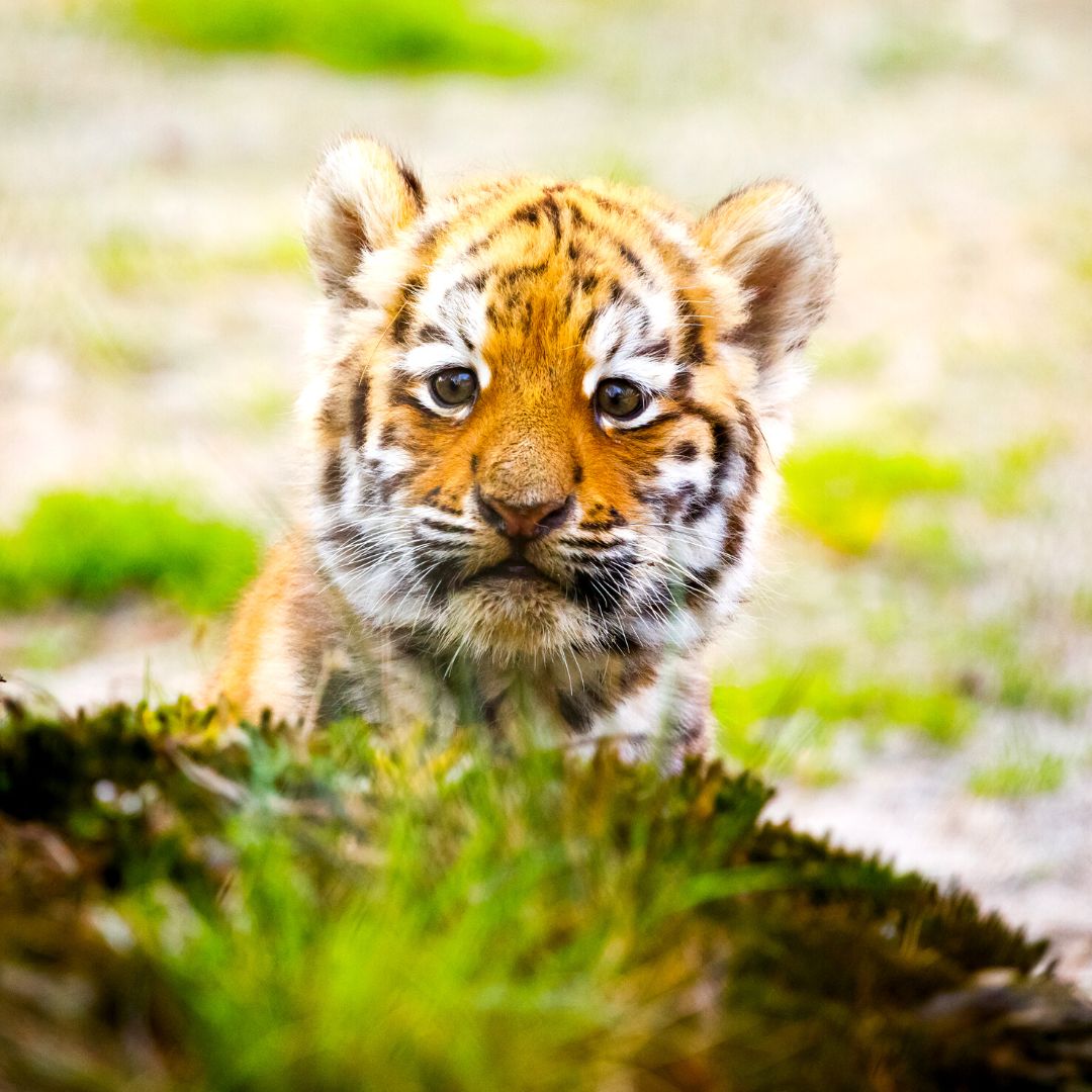 Cute Tiger Cub