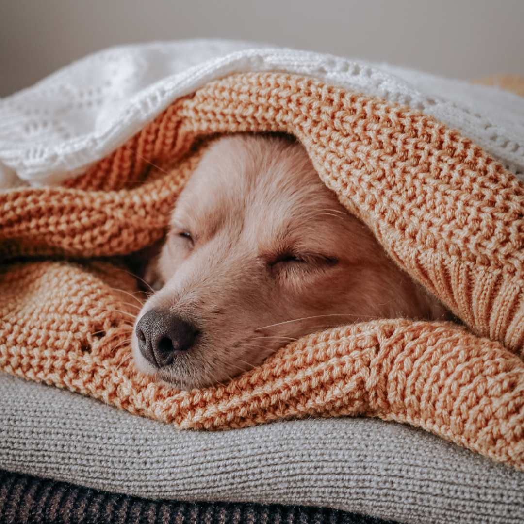 Dog In Blanket