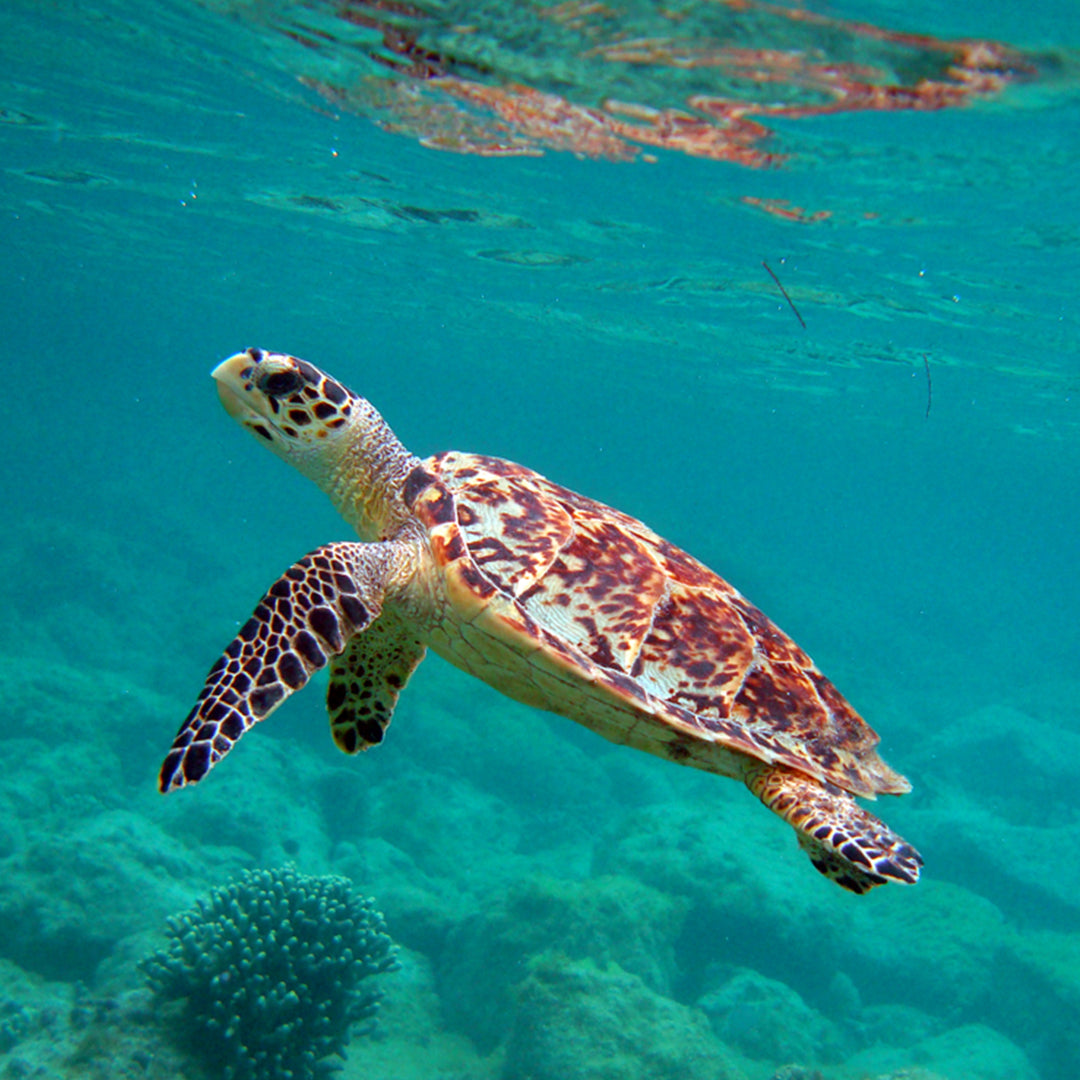 History of the Hawksbill Turtle