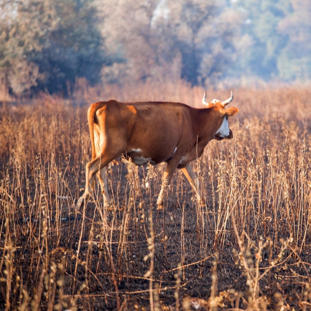 Farm Drought Climate Change