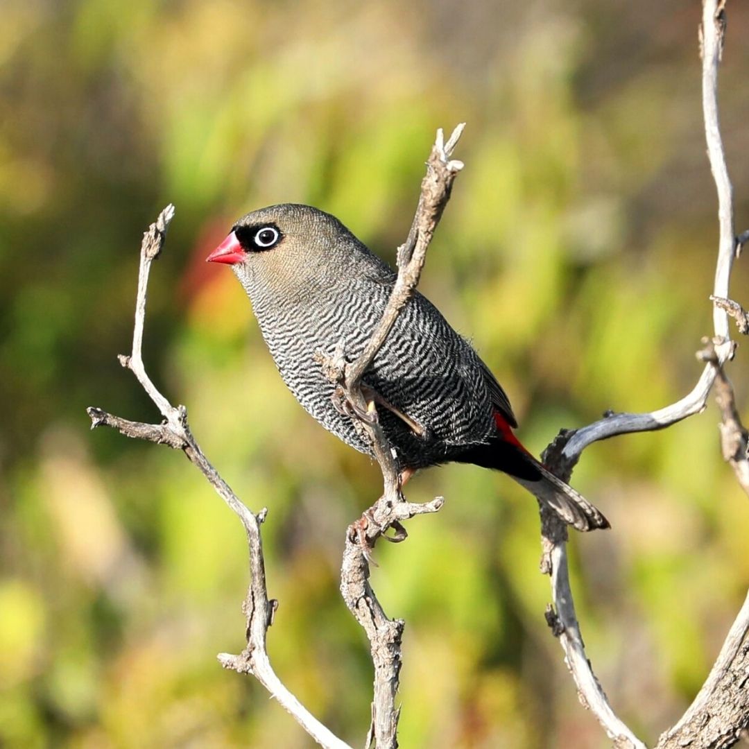 Fire Tail Bird Kangaroo Island