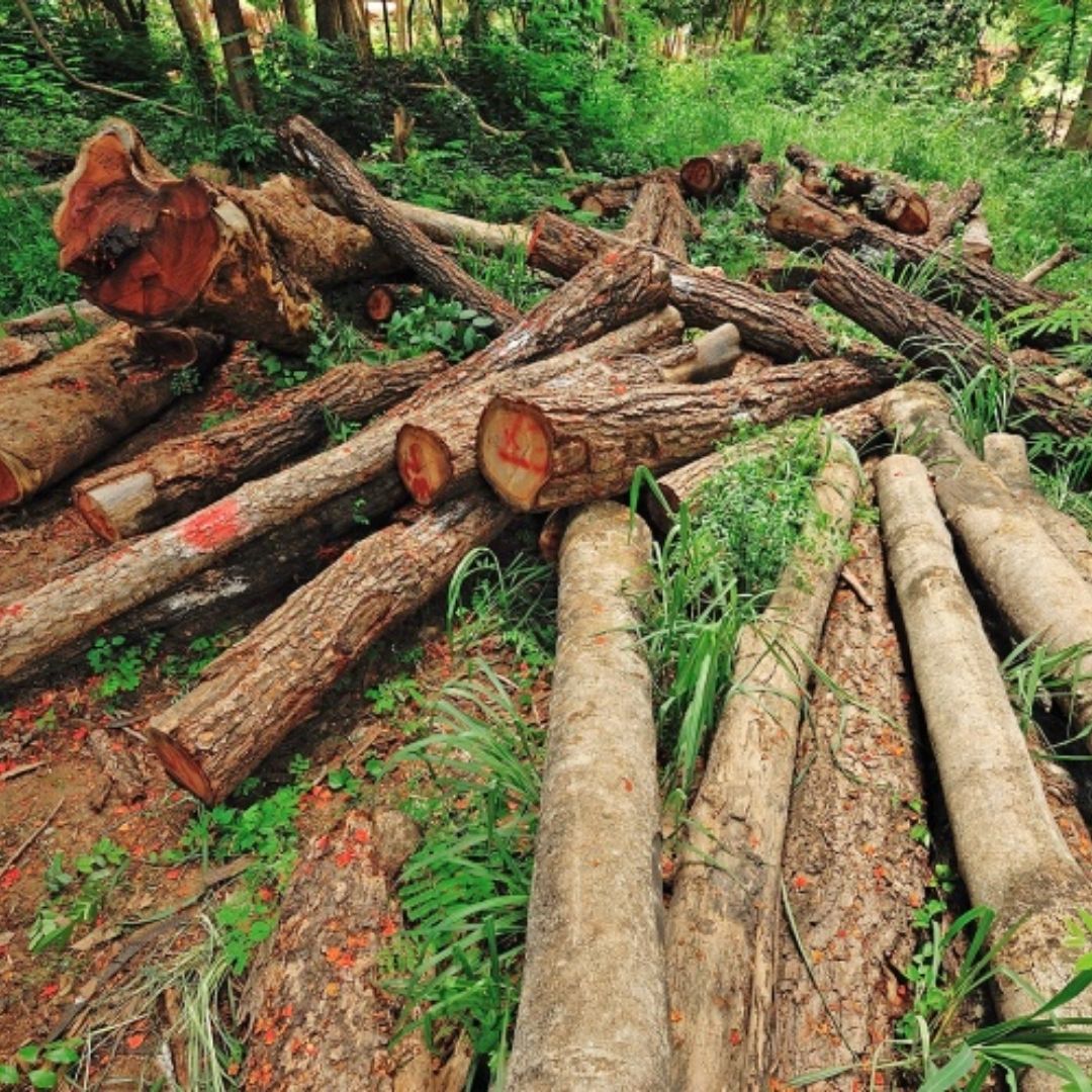 Ghana Deforestation