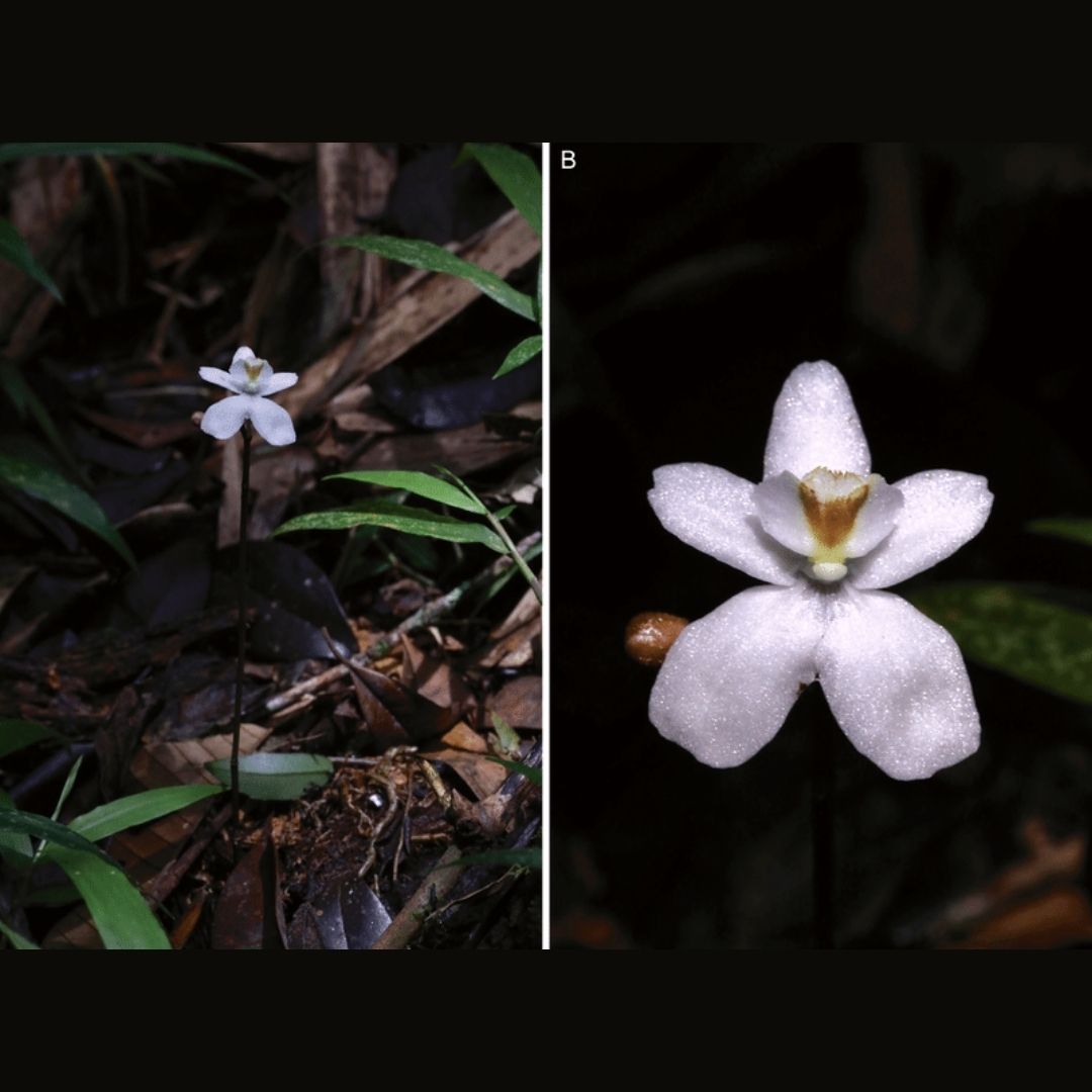 Ghost Orchid New Species