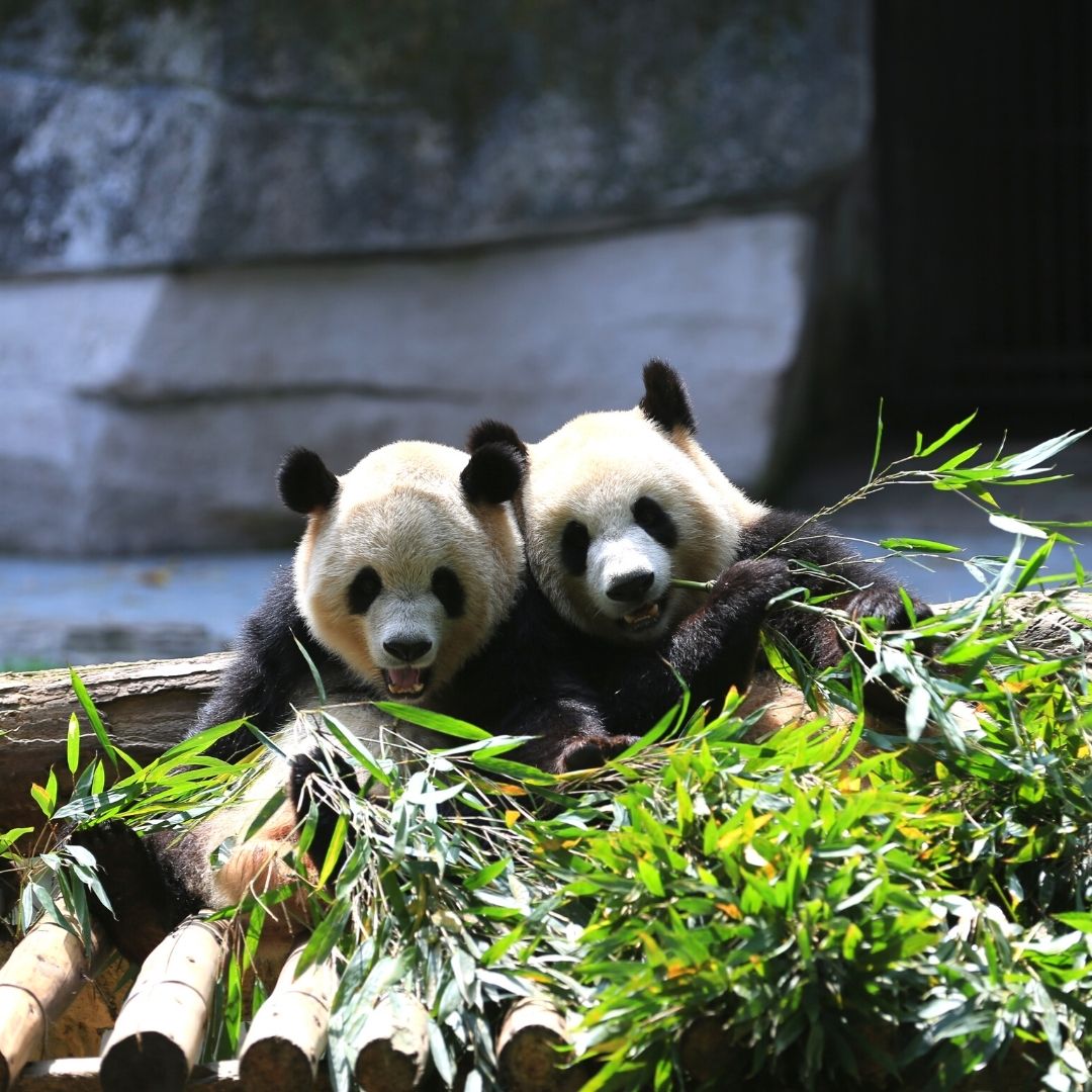 Giant Pandas and Bamboo