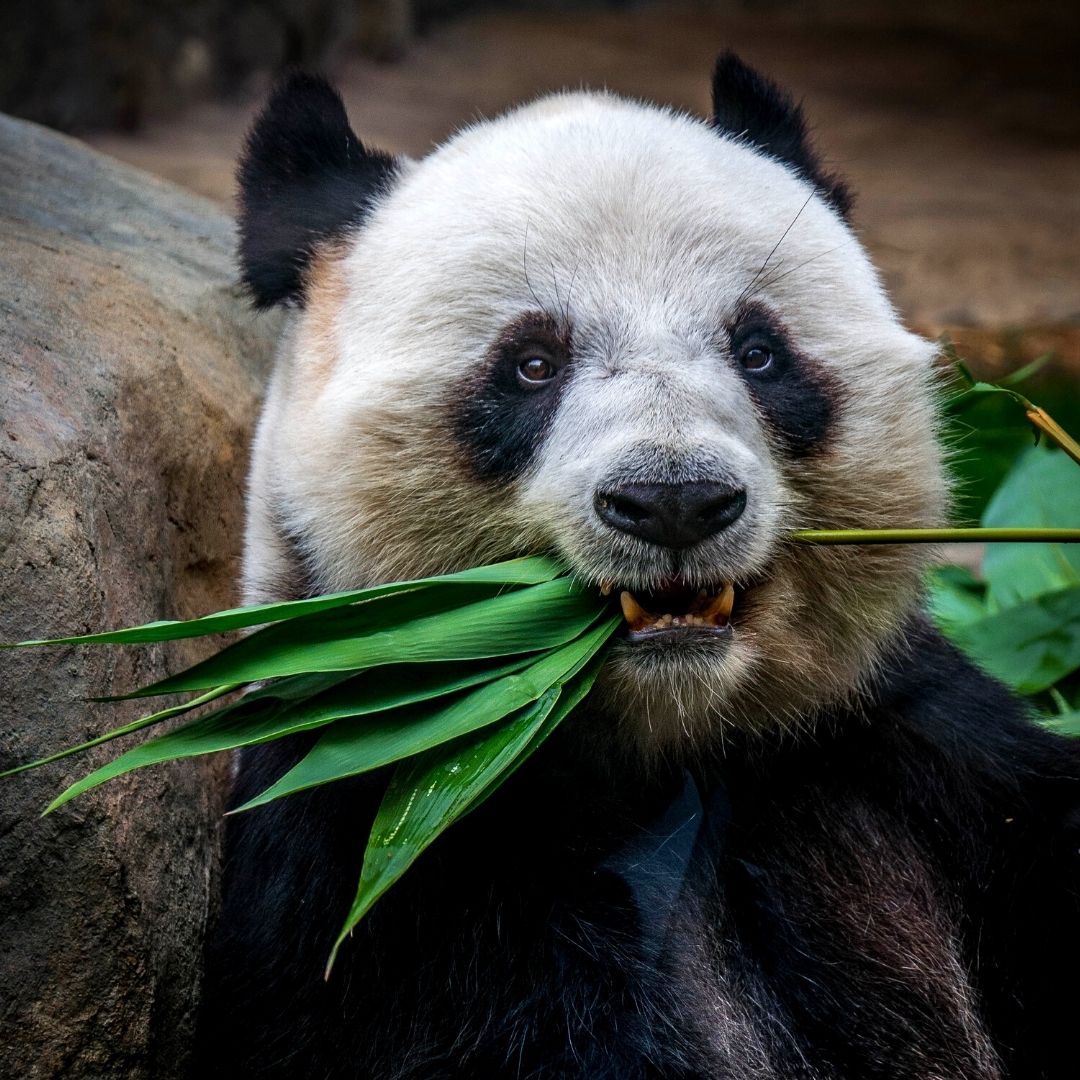 Giant Panda In China