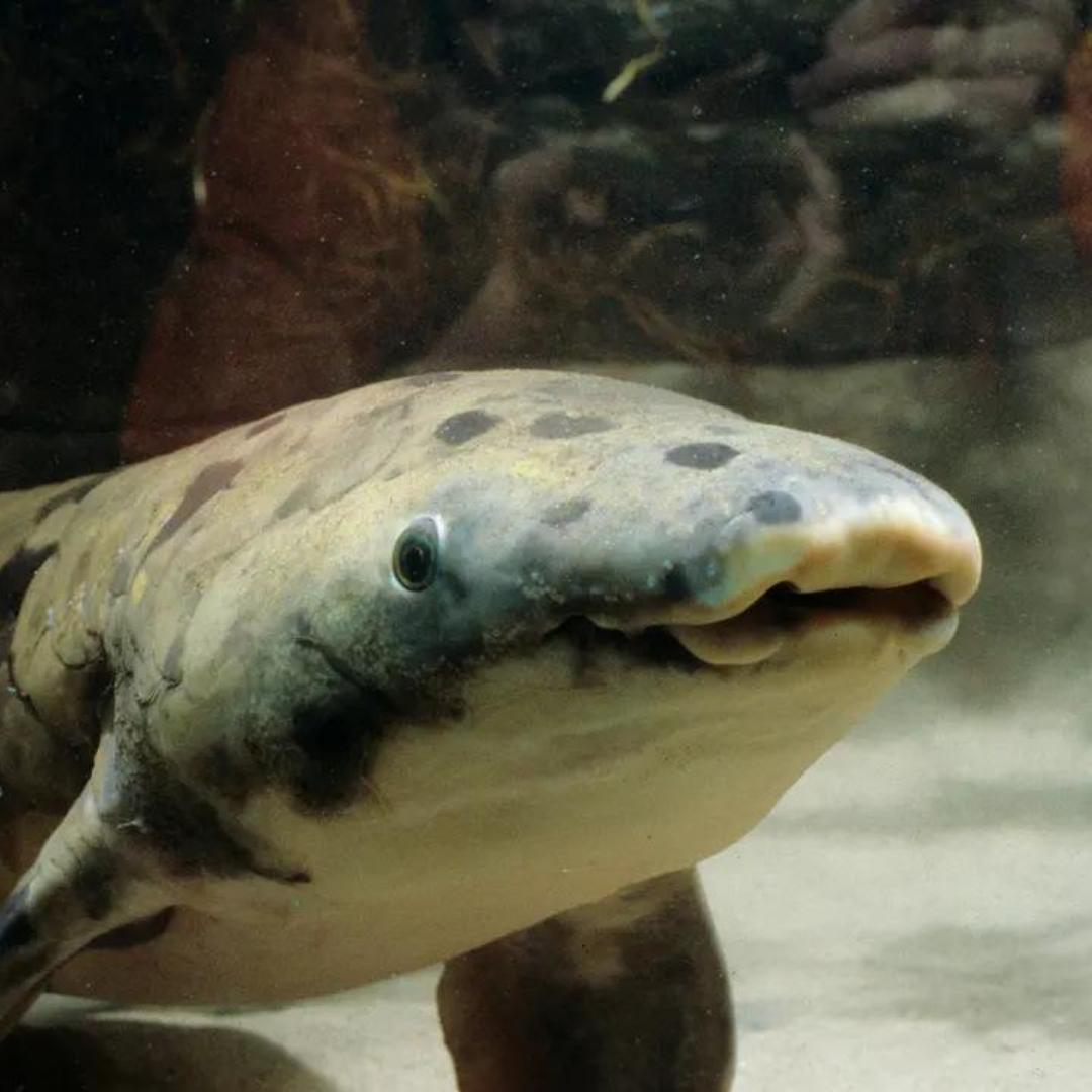 Grandad The Lungfish