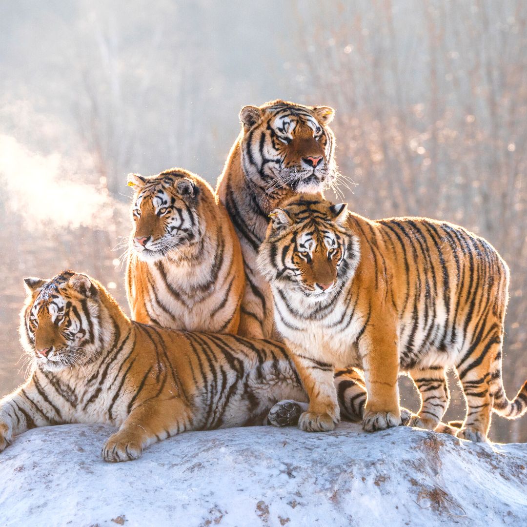 Pack Of Tigers