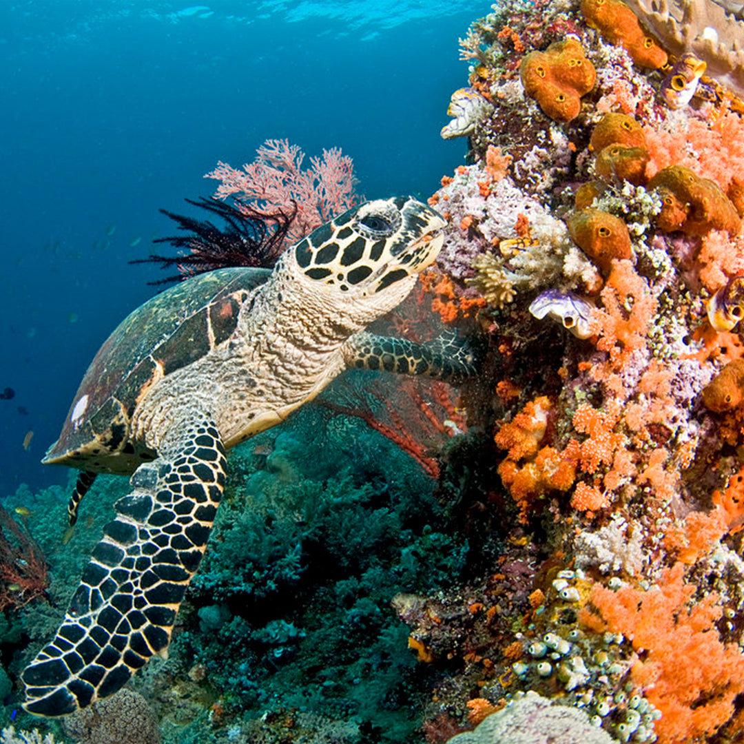 Hawksbill Turtle Coral Reef