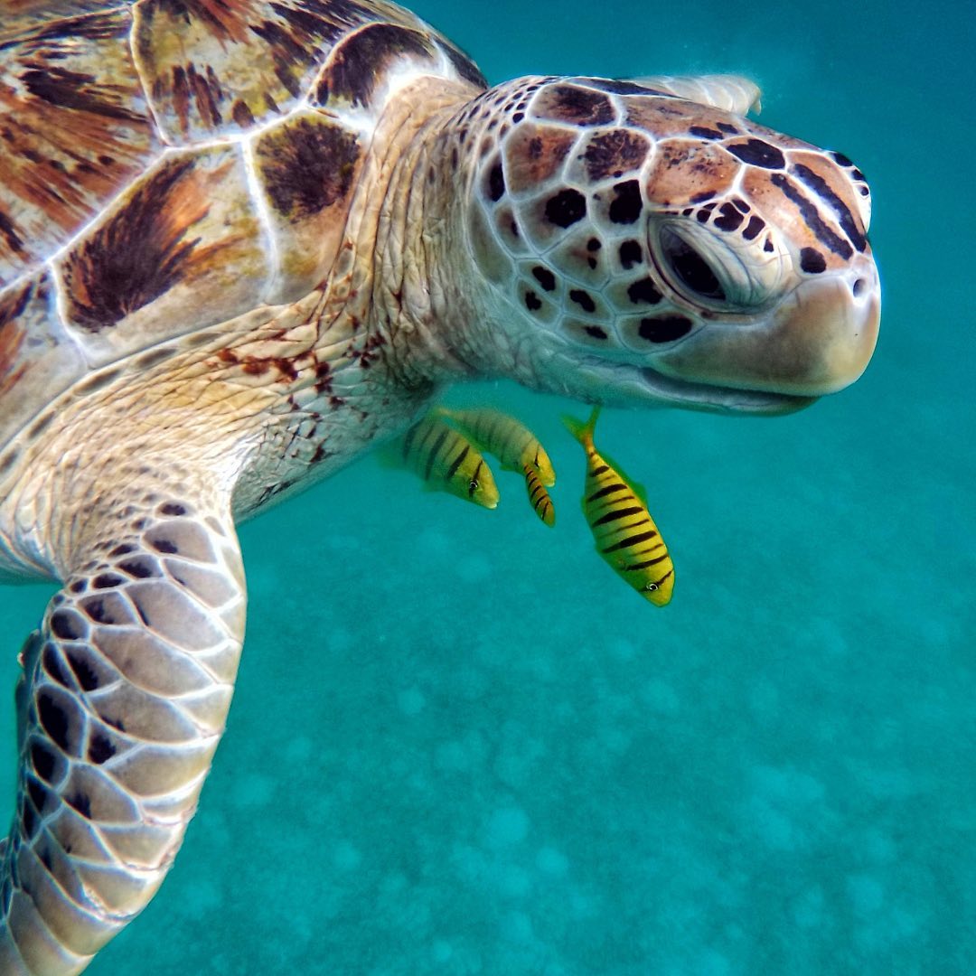 Save the Green Turtles