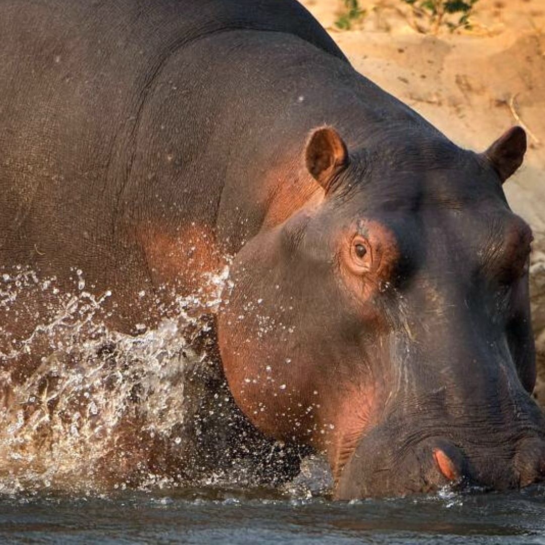 Hippo In Water