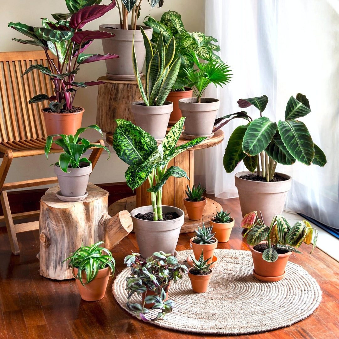 Houseplants Christmas Gifts