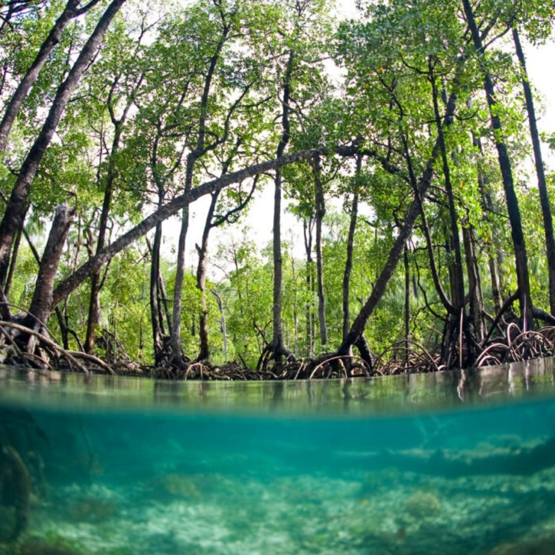 Indonesia Mangrove Forest