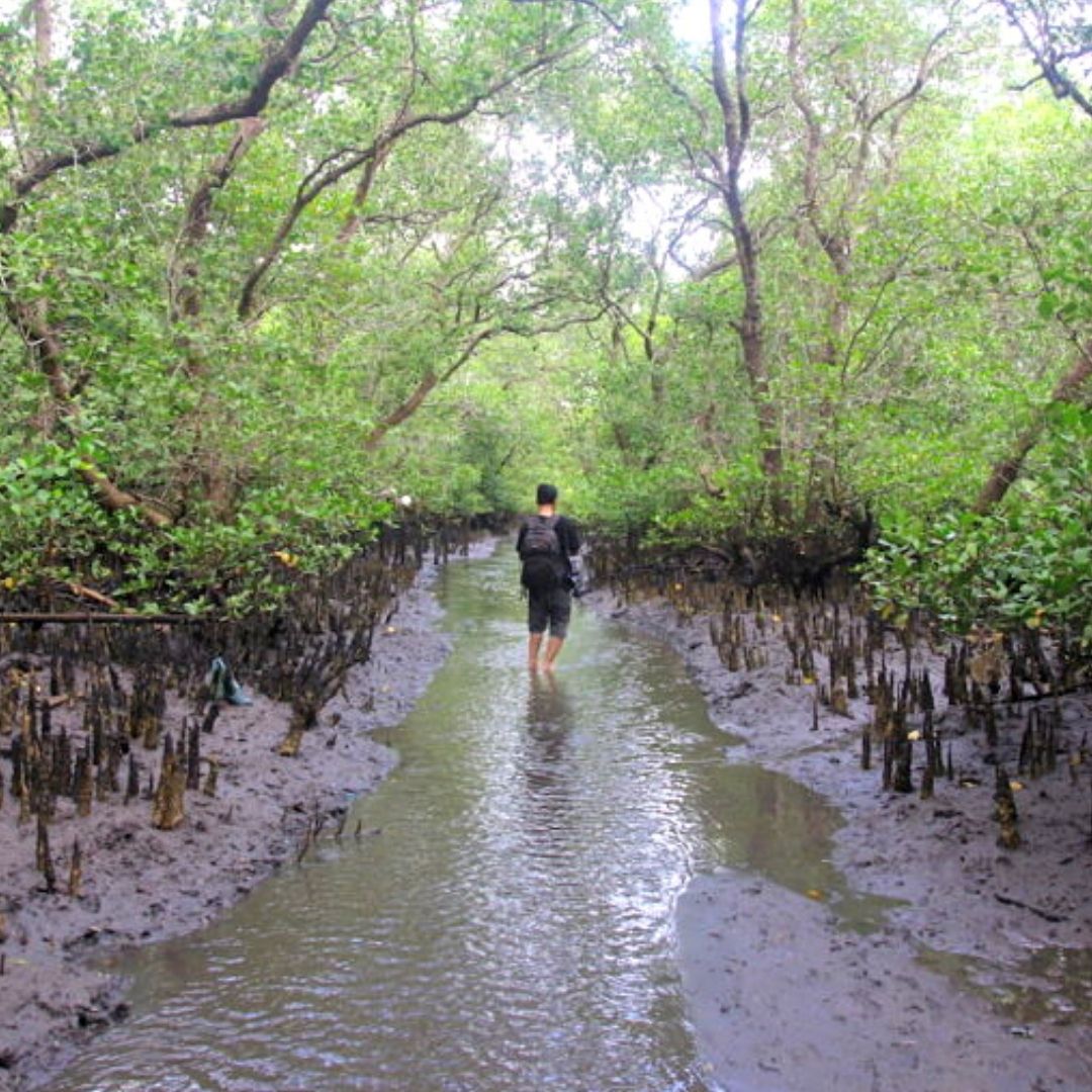 Indonesia Mangrove Forests