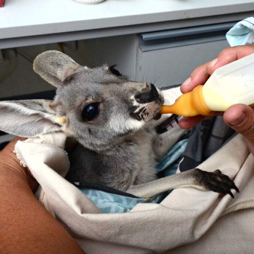 Injured Baby Kangaroo