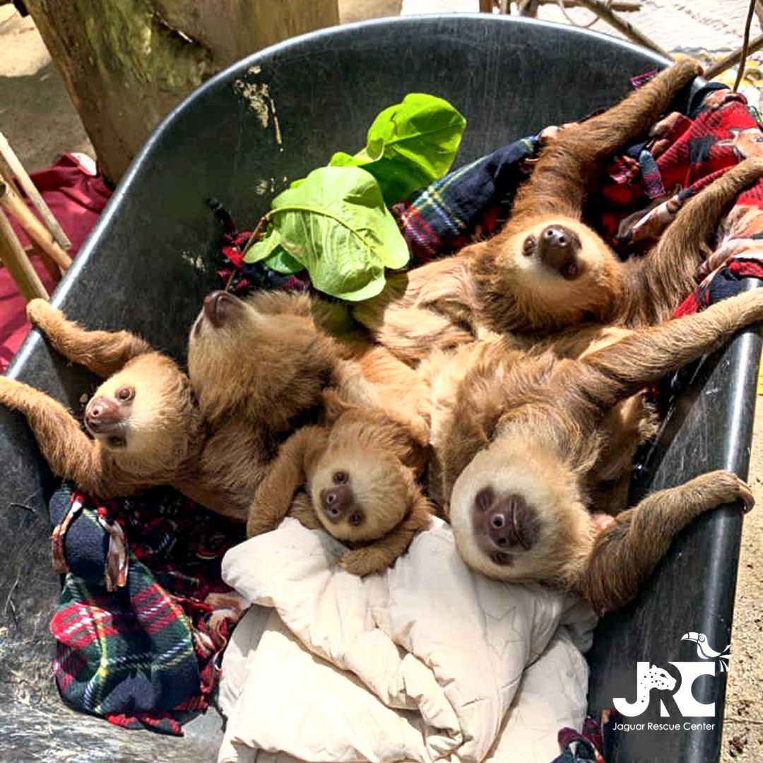 Jaguar Rescue Center Baby Sloths