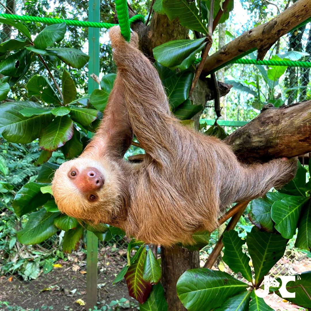 Sloth Hanging From Tree