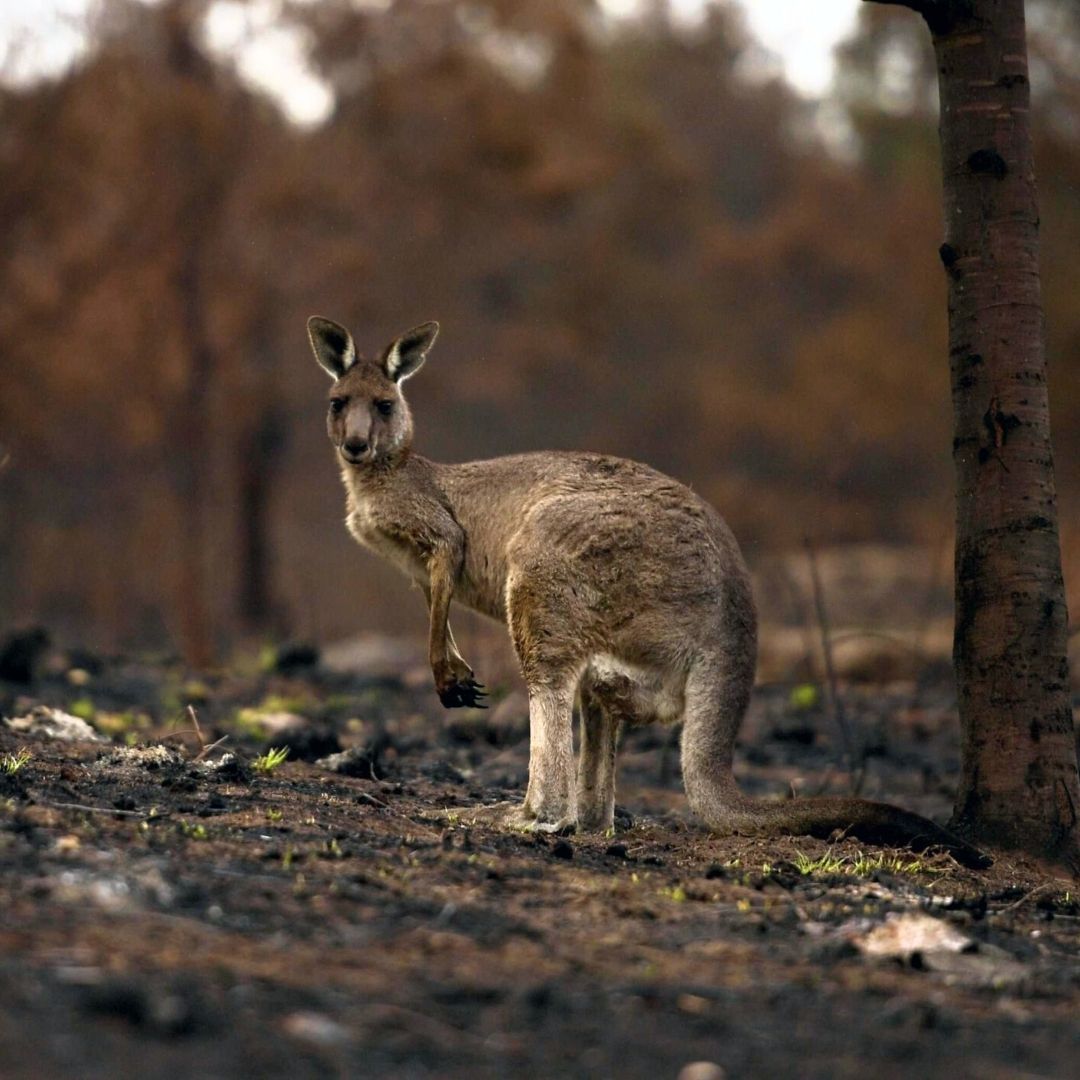 Kangaroo Bushfire Burnt Land