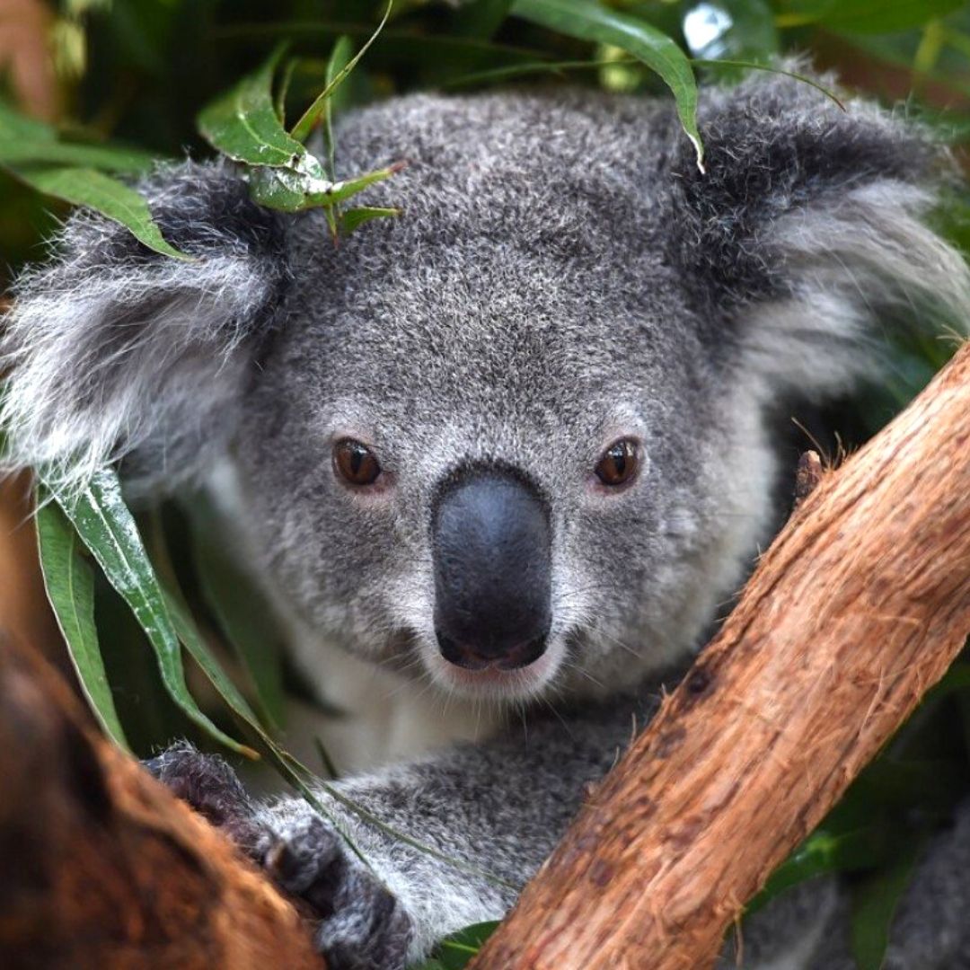 Koala Australia Land Conservation