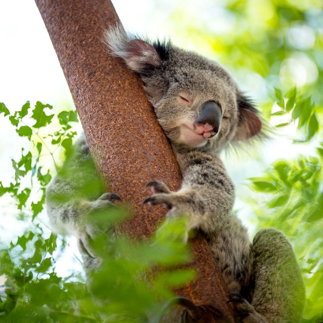 Koala Australian Native Species
