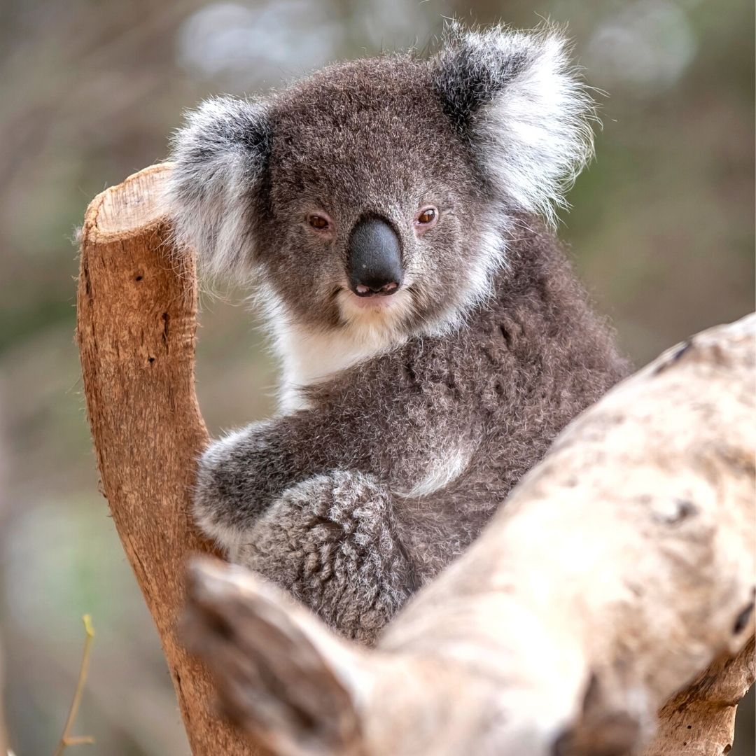 Koala Sitting In Tree