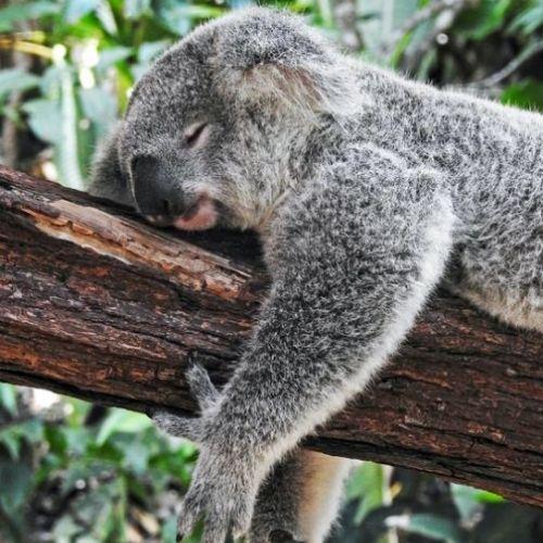 Koala In Tree