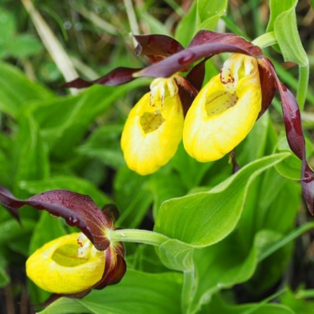 Lady Slipper Orchid