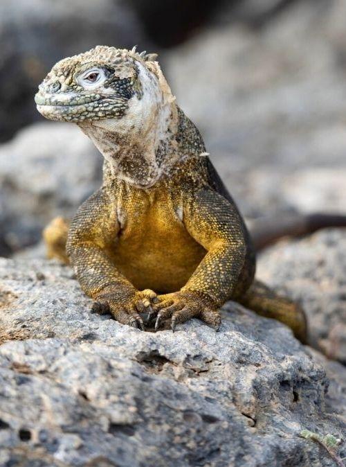 Leonardo Dicaprio Rewild Galapagos Islands