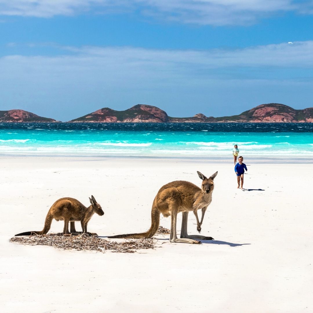 Lucky Bay Western Australia Beach Kangaroos