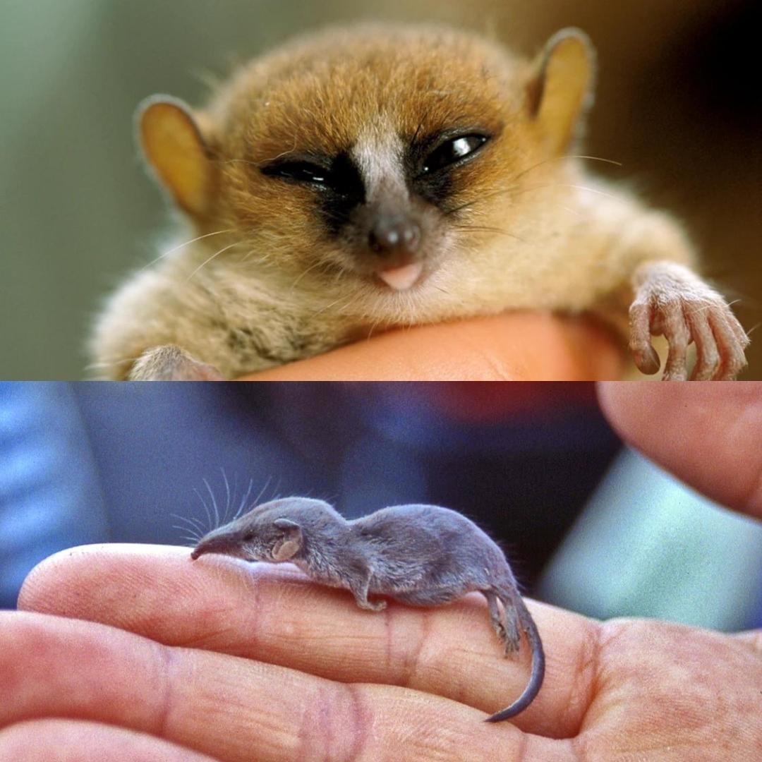 Madame Berthe's Mouse Lemur & Etruscan Shrew