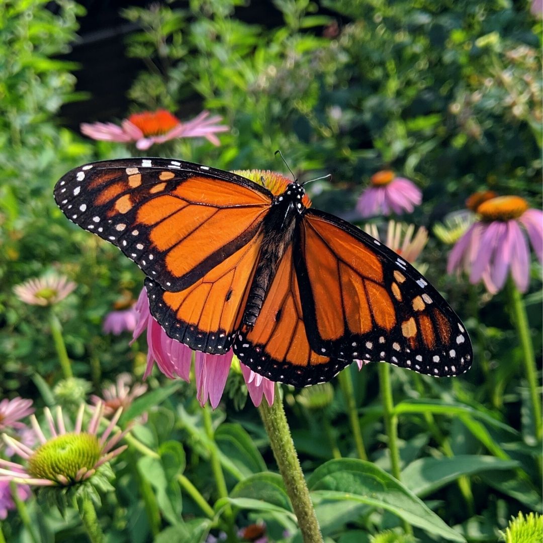 Monarch Butterfly In Garden