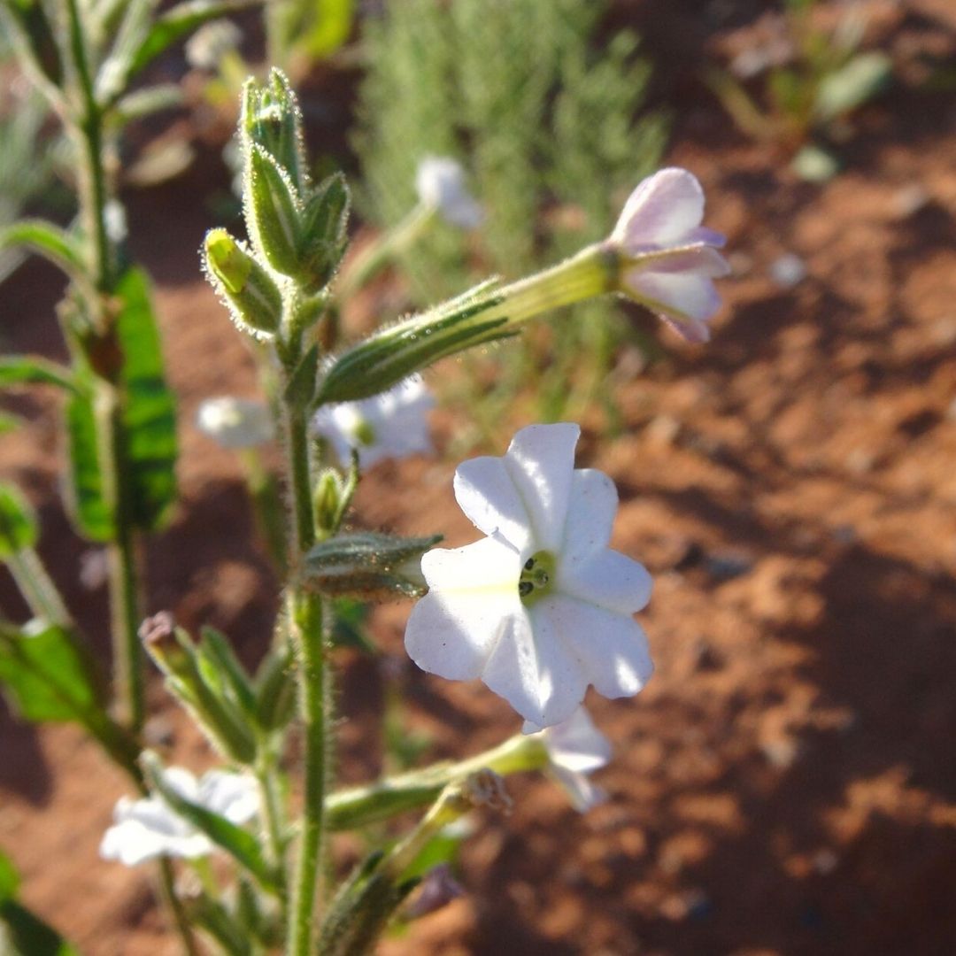 Nicotiana Insecticida Tobacco Plant