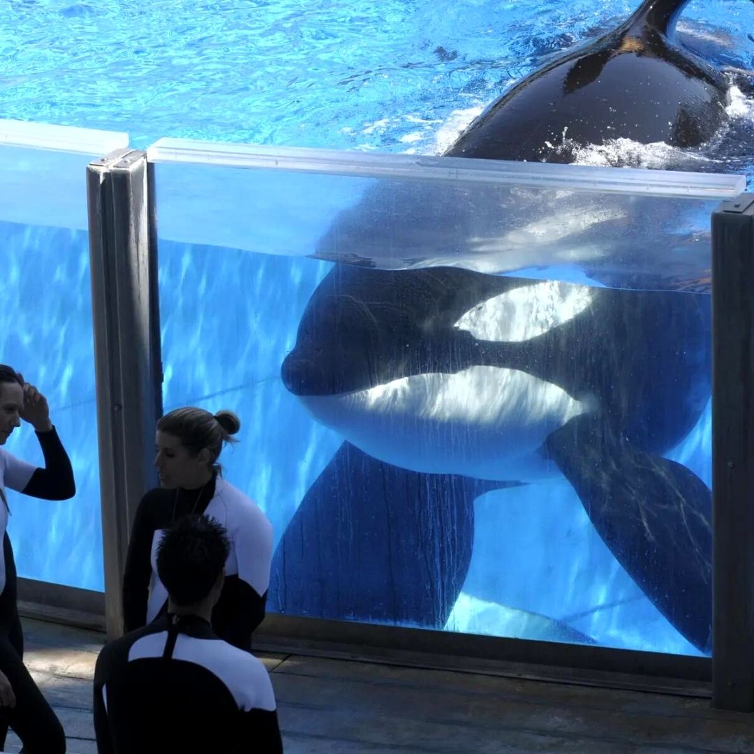 Orca Whale In Captivity