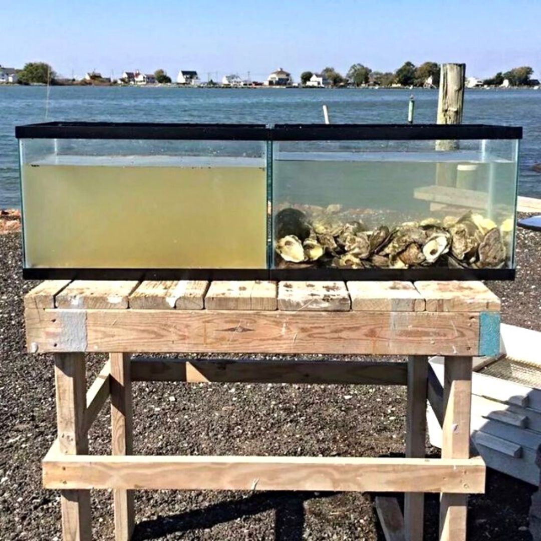 Oysters Filtering Water