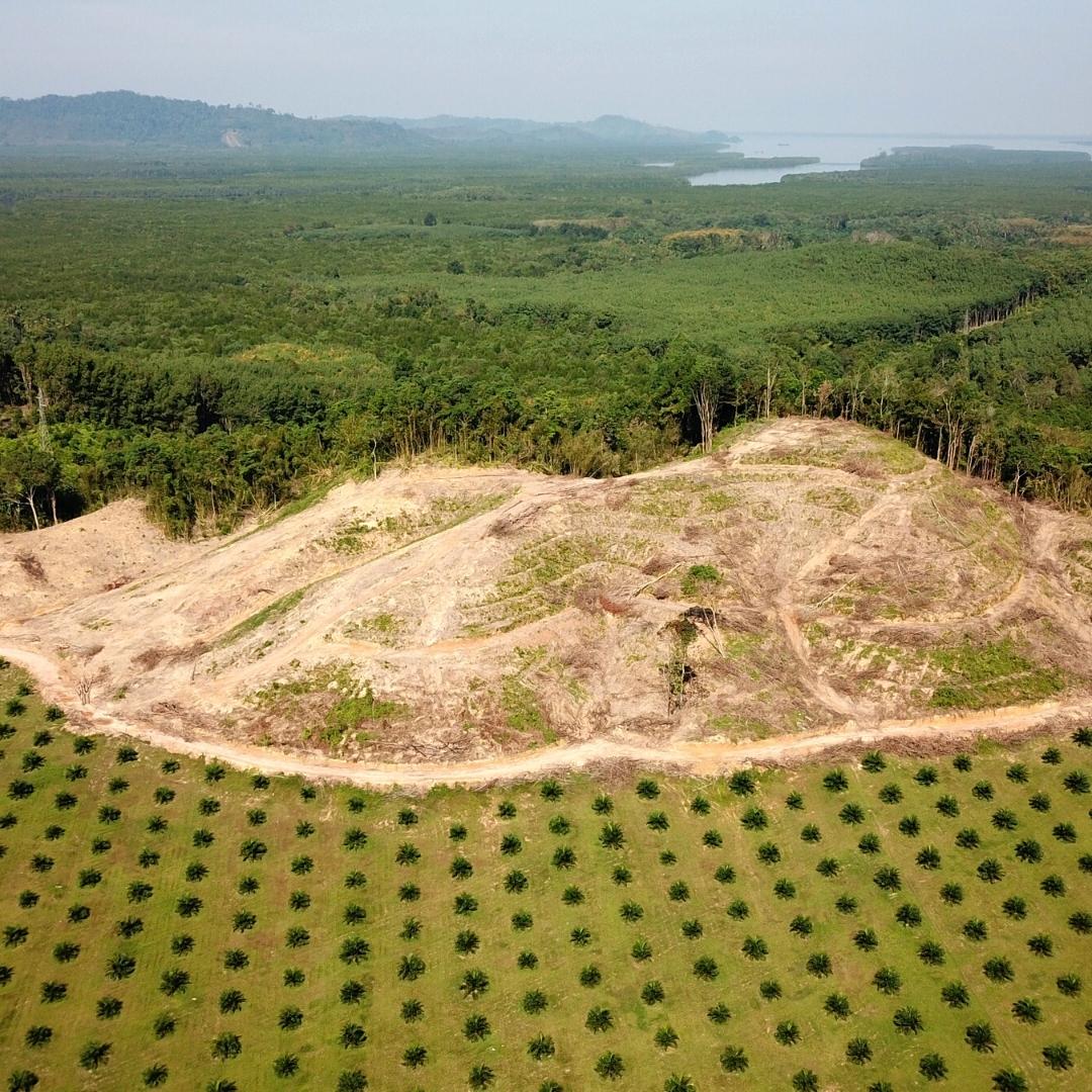 Palm Oil Deforestation Borneo