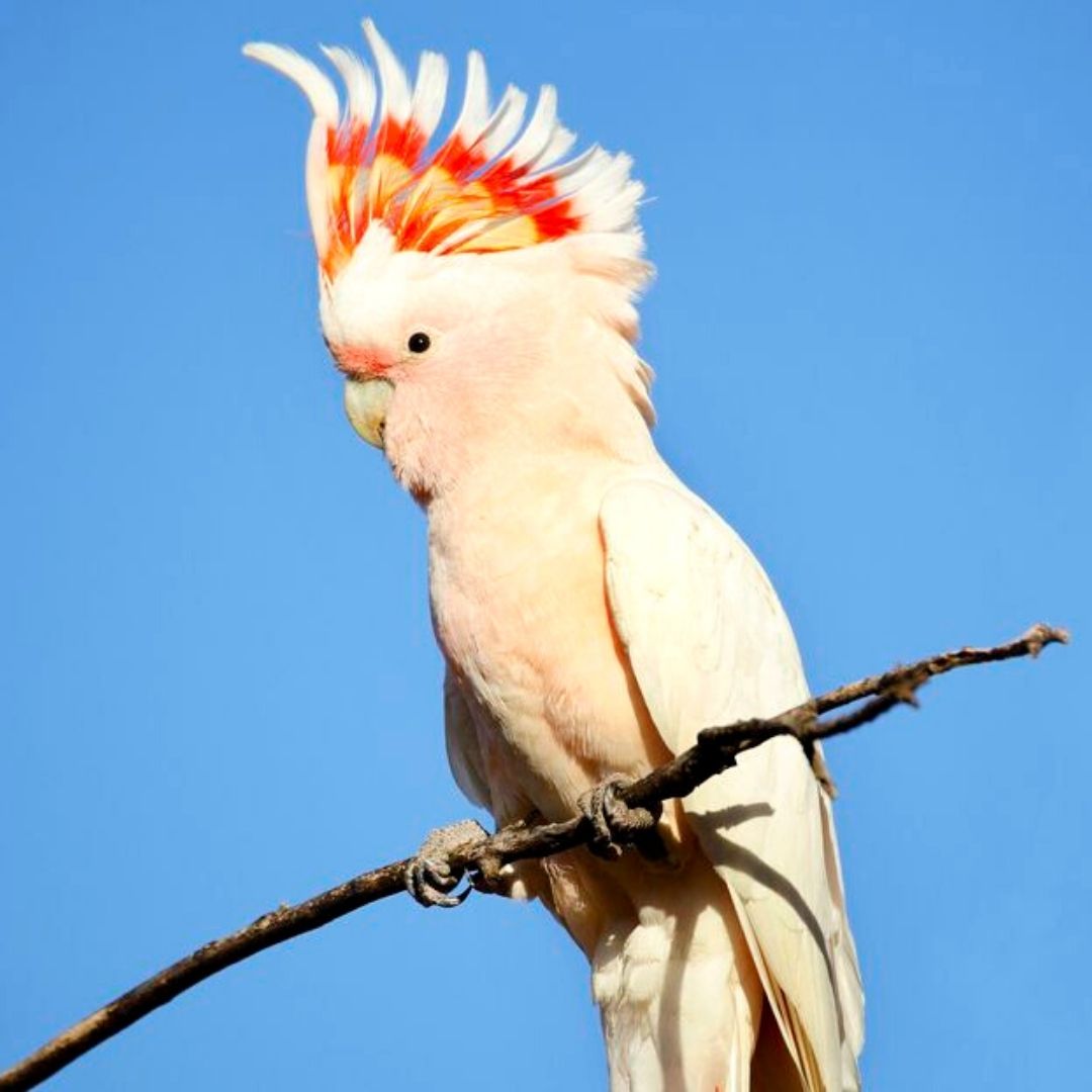 Pink Cockatoo Australian Wildlife