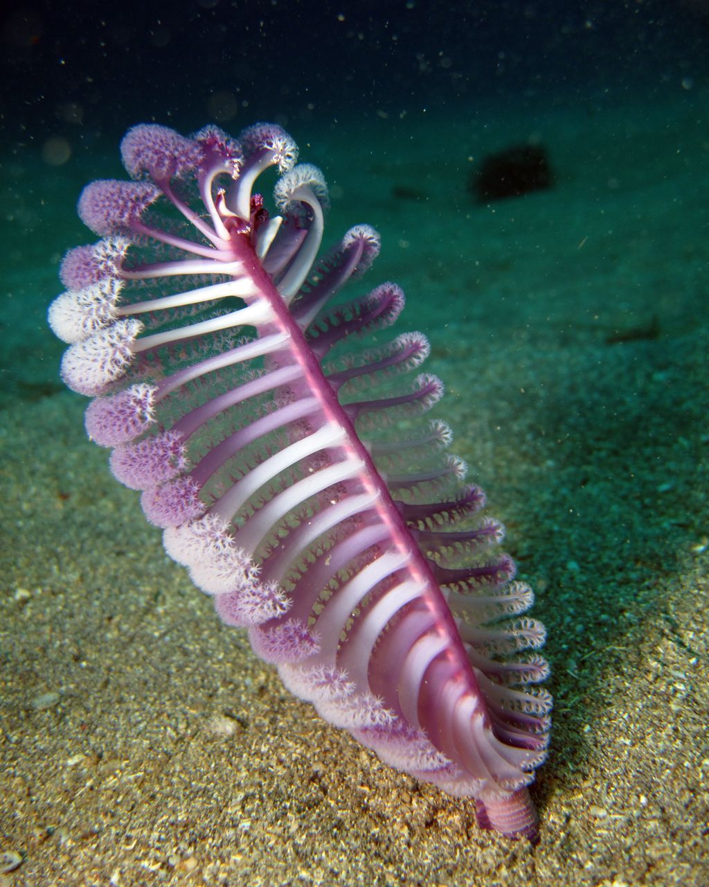 Pink Sea Pen