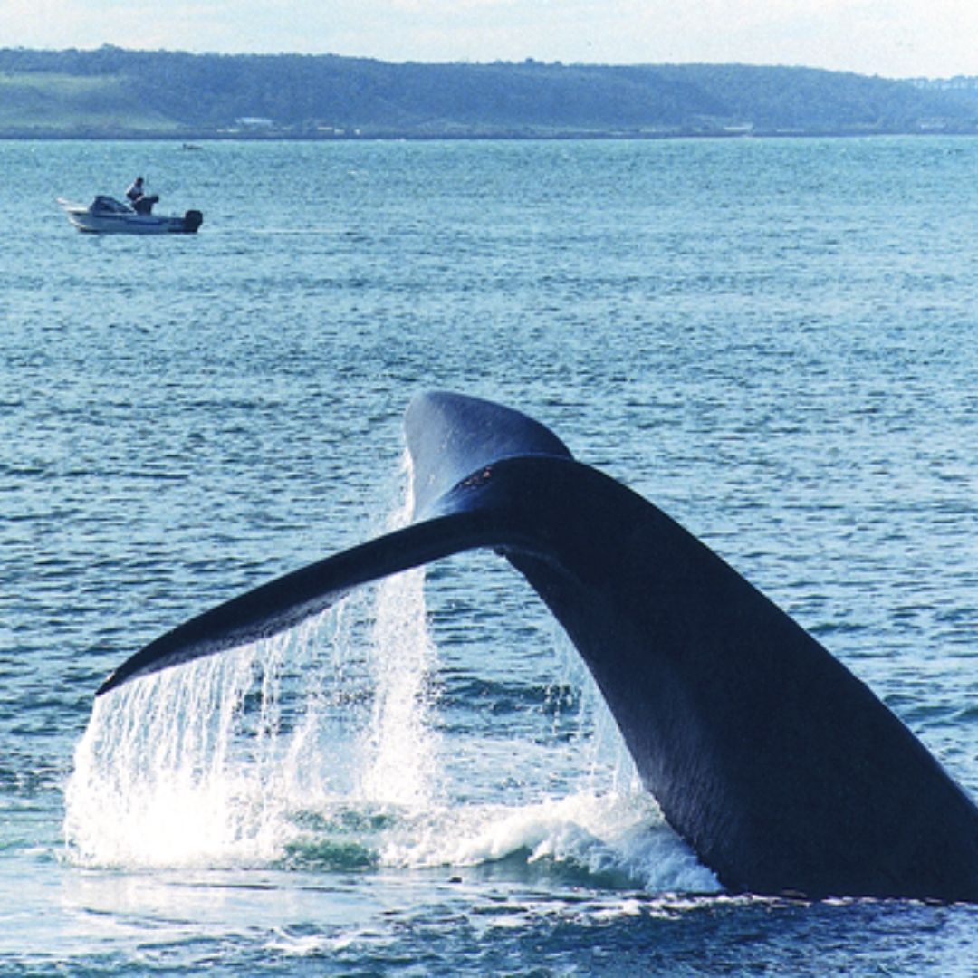 Whales Spotted In Portland