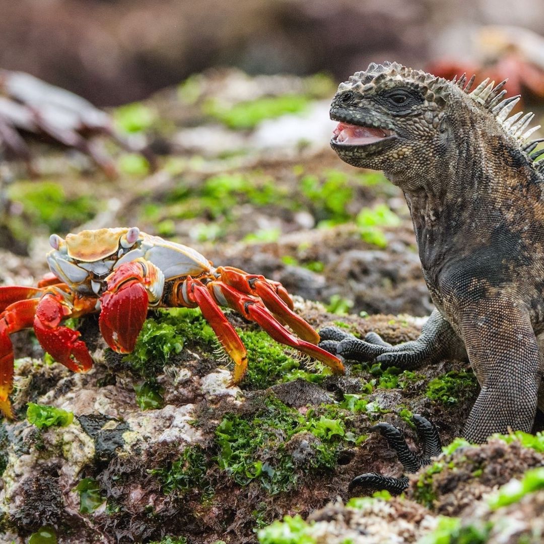 Protecting Endangered Species Galapagos