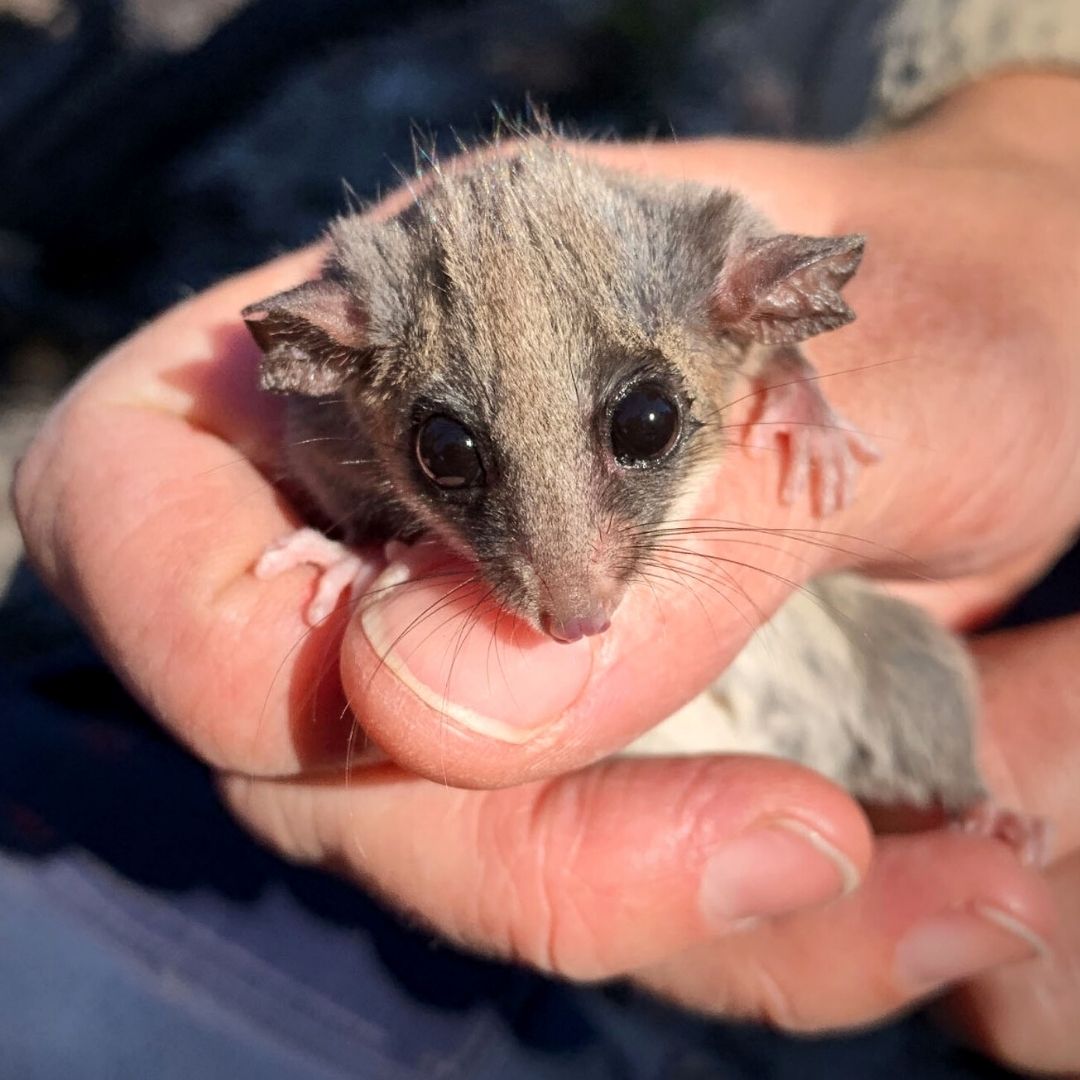 Pygmy Possum Australian Wildlife Conservancy
