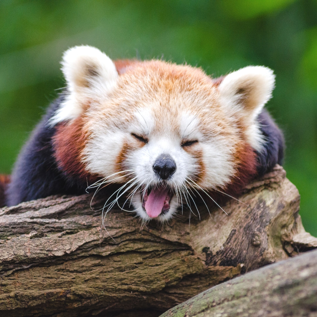 Red Panda