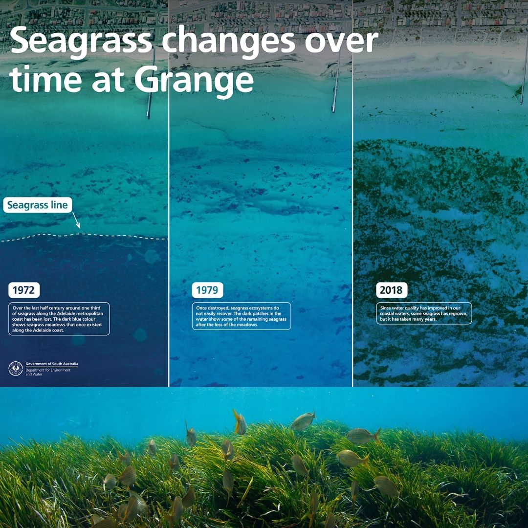 Seagrass Restoration South Australia