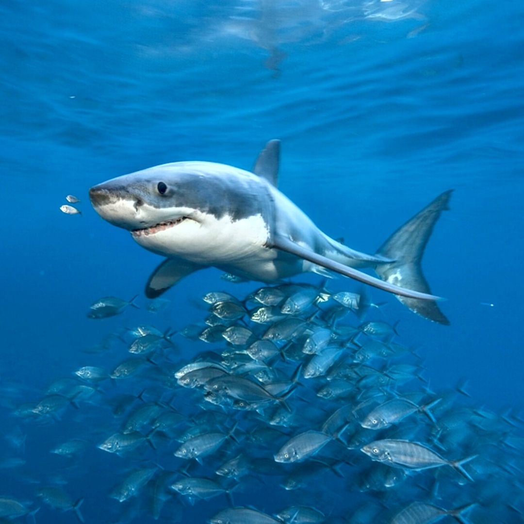 Shark and Fish Squalene Guanine