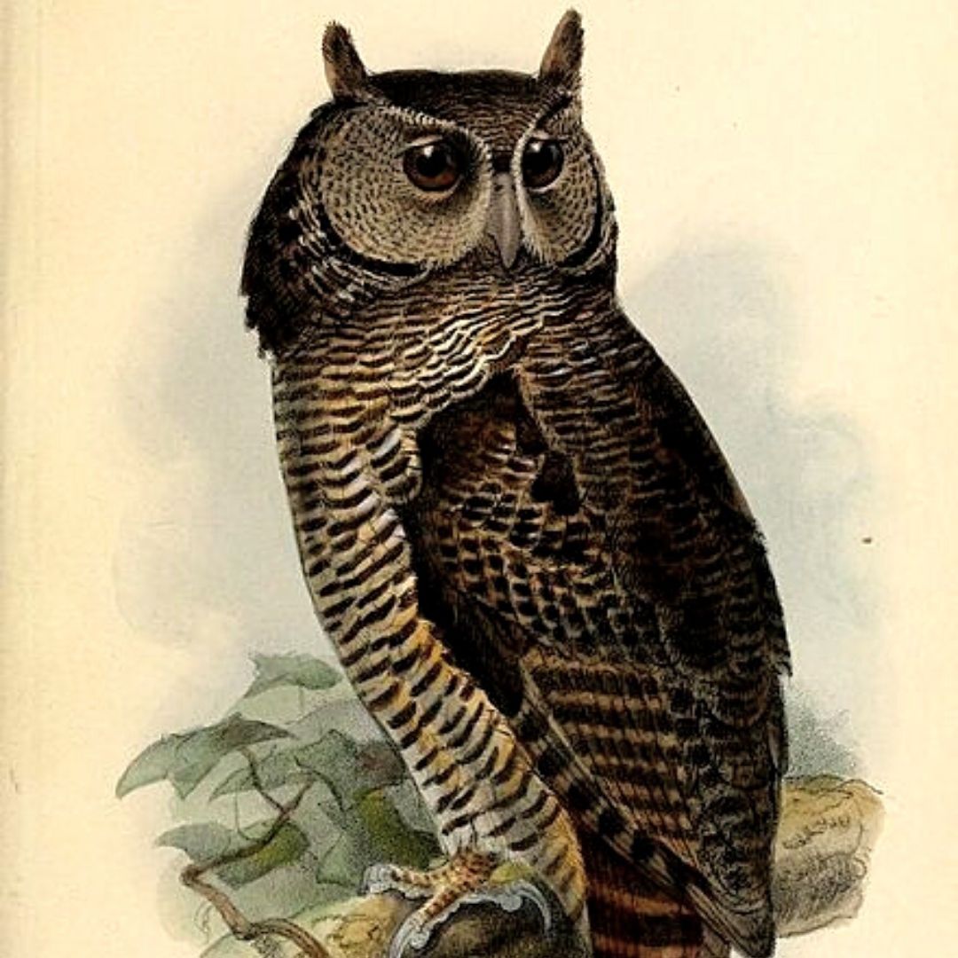 Shelley's Eagle Owl Illustration