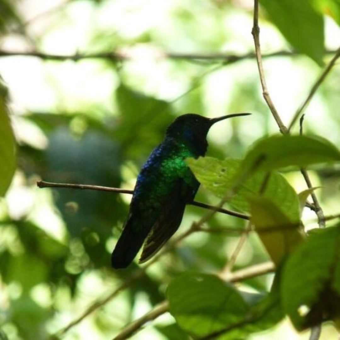 Singing Hummingbird