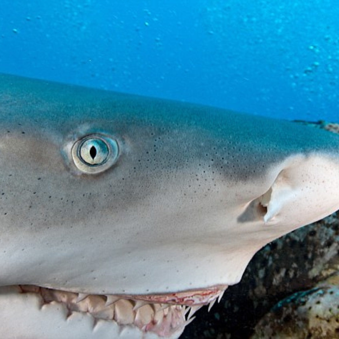 Snooty Shark Close Up