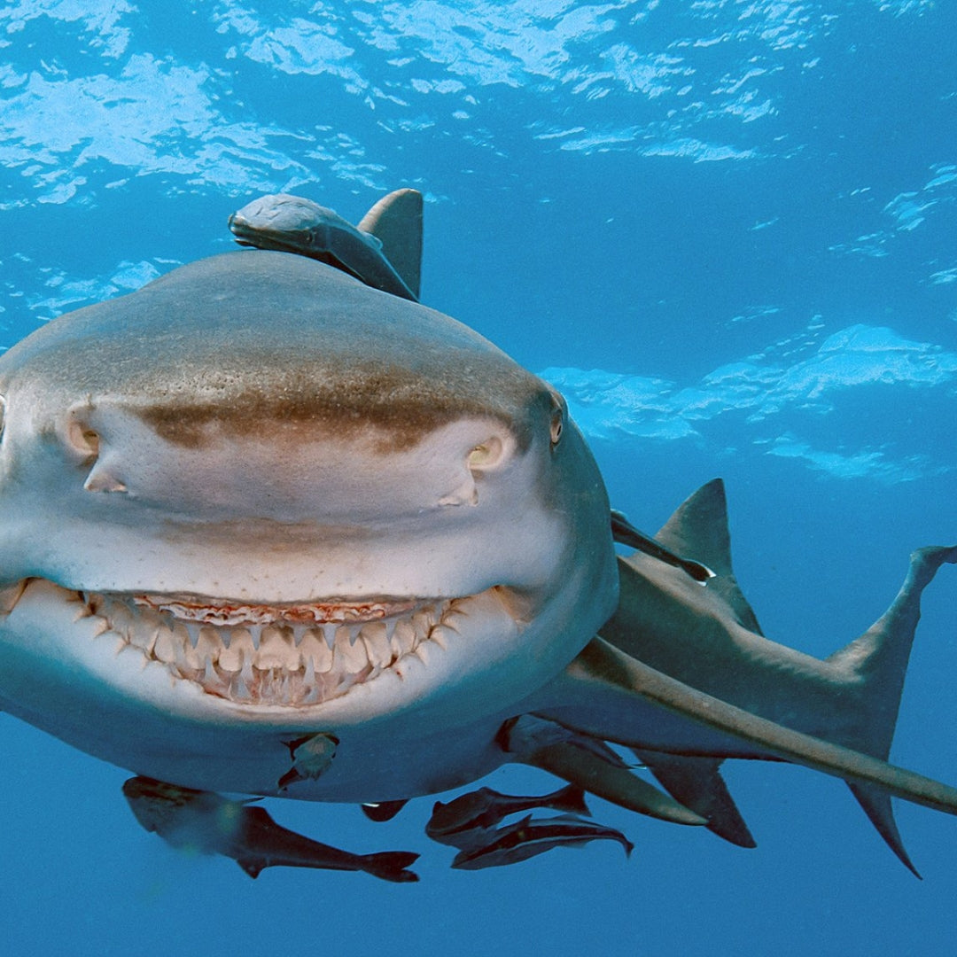 Snooty Shark Smiling