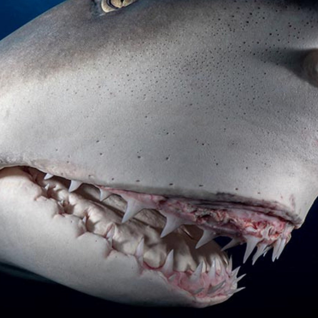 Snooty Shark Teeth