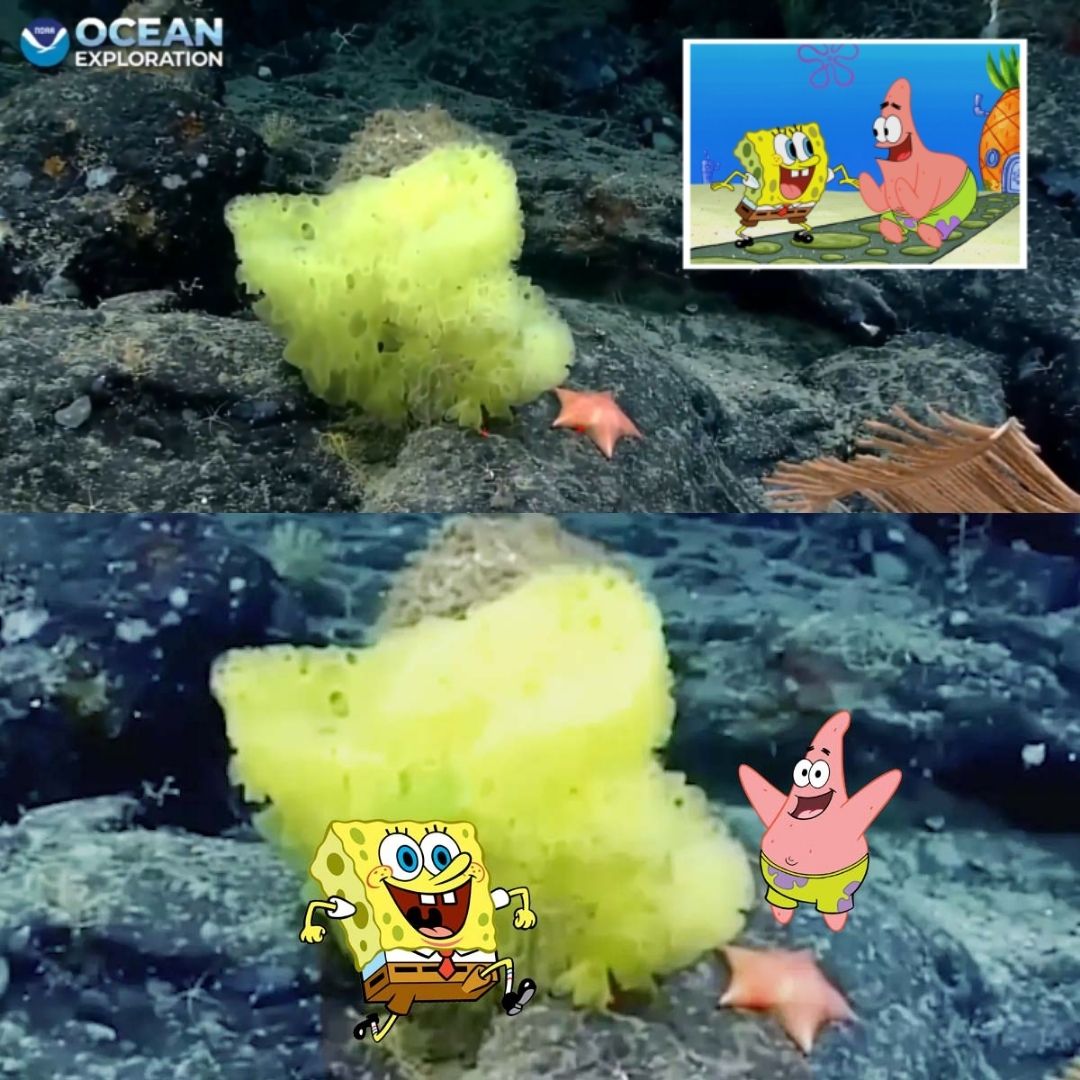 Spotted Real Life Spongebob and Patrick